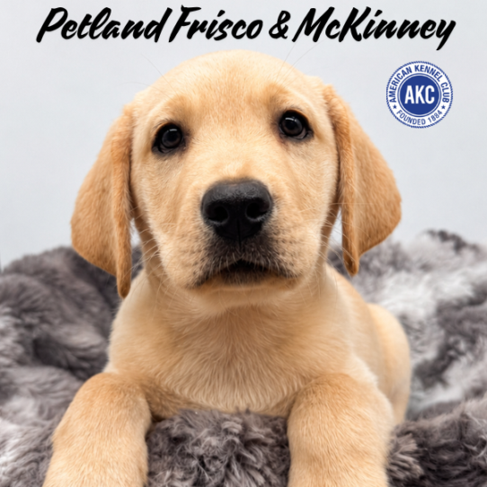 [#261803-01] Yellow M Labrador Retriever Puppies for Sale