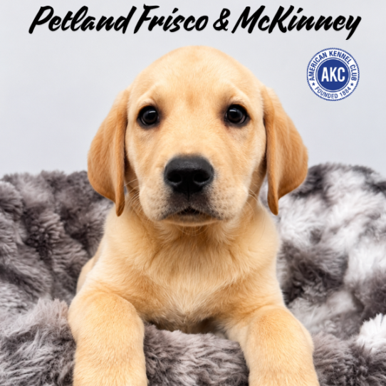 [#261803-04] Yellow M Labrador Retriever Puppies for Sale