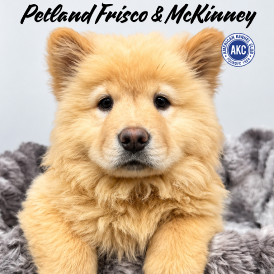 [#261564-05] Cream F Chow Chow Puppies for Sale