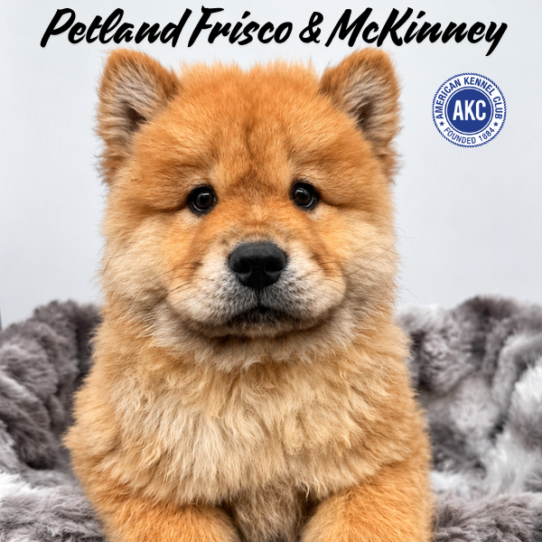 [#261564-02] Red M Chow Chow Puppies for Sale