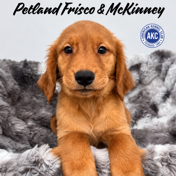 Golden Retriever in Princeton, TX