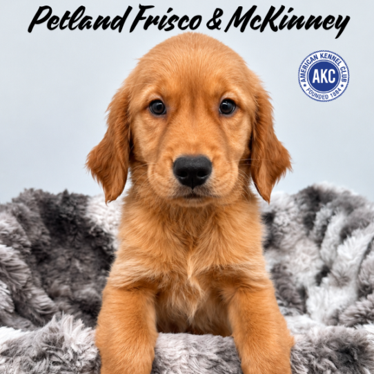 [#261697-07] Golden F Golden Retriever Puppies for Sale