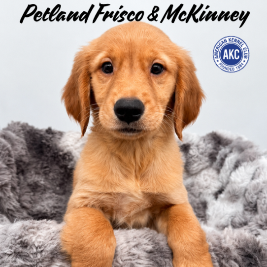 [#261697-09] Golden F Golden Retriever Puppies for Sale