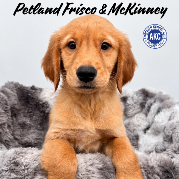 Golden Retriever in Plano, TX