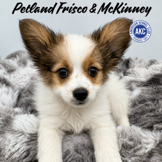 [#261457-03] Brown / White M Papillon Puppies for Sale