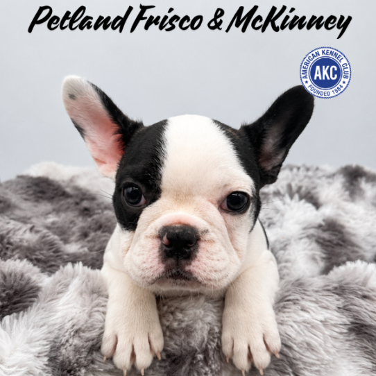 [#261339-05] Brindle F French Bulldog Puppies for Sale