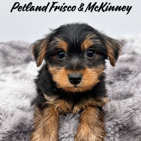 Yorkshire Terrier in Princeton, TX