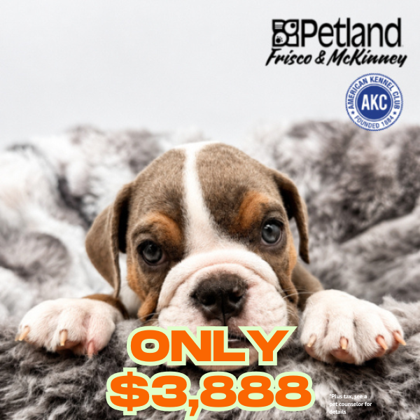 English Bulldog in Princeton, TX