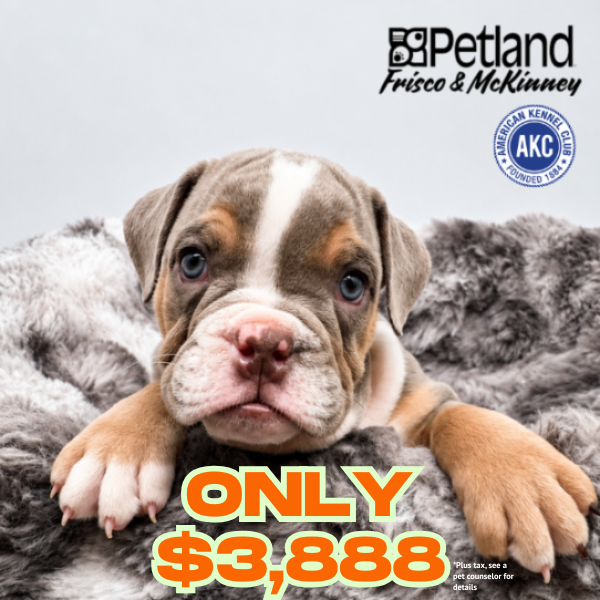 English Bulldog in Allen, TX