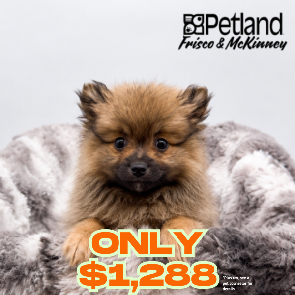 Pomeranian in Little Elm, TX