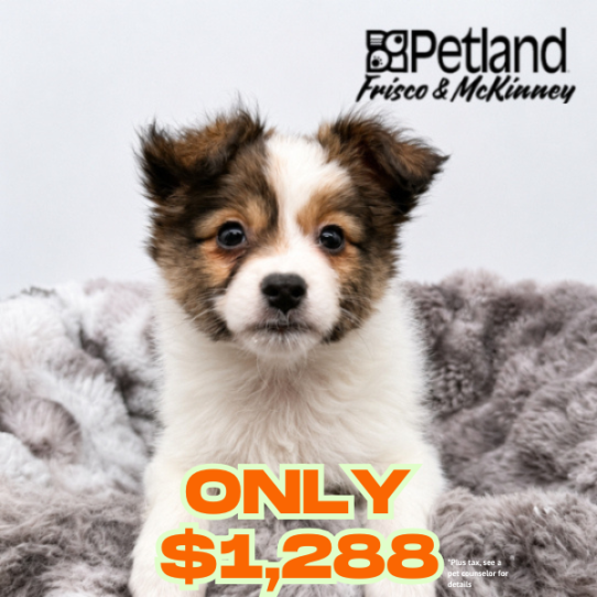 [#N06829] Sable and White F Papillon Puppies for Sale