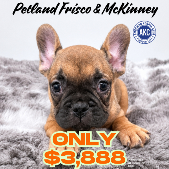 [#N06282] Red M French Bulldog Puppies for Sale