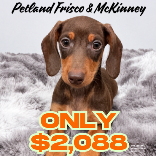 [#N05588] Chocolate and Tan F Dachshund Puppies for Sale