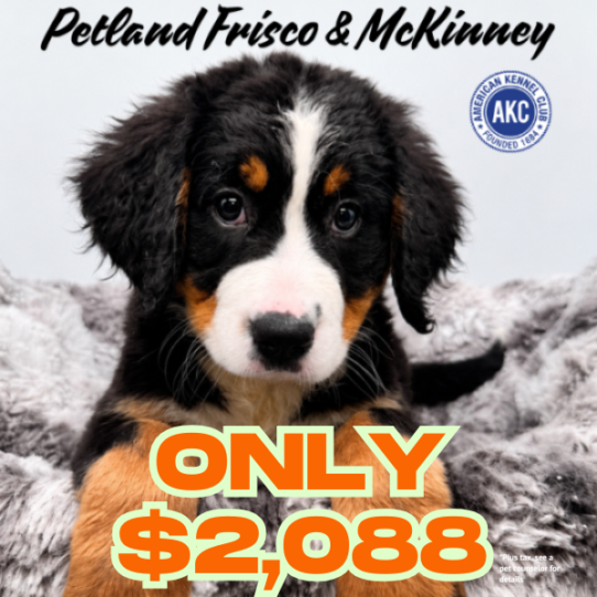 [#N06173] Black Rust and White F Bernese Mountain Dog Puppies for Sale