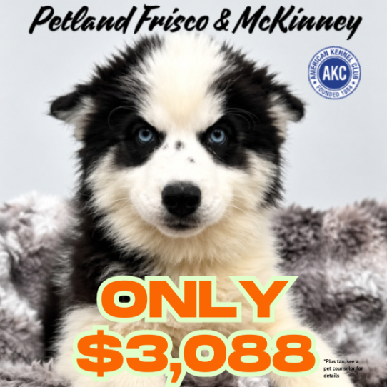 [#N05956] Black and White F Siberian Husky Puppies for Sale