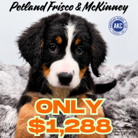 [#N06173] Black Rust and White F Bernese Mountain Dog Puppies for Sale