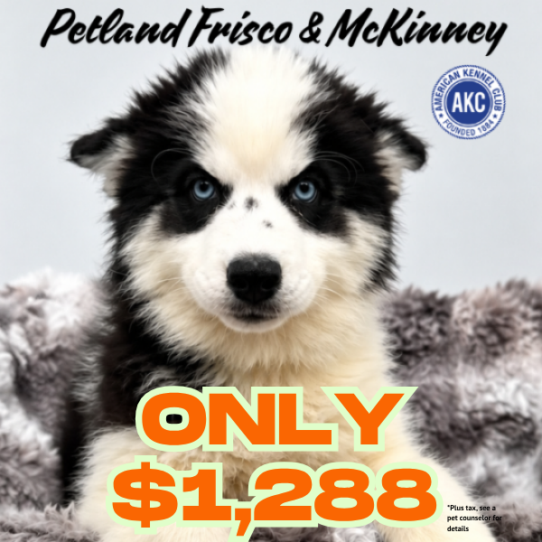 [#N05956] Black and White F Siberian Husky Puppies for Sale