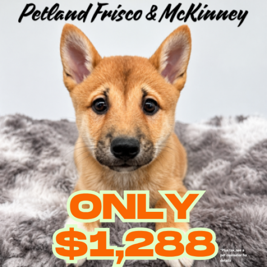 [#N06672] Red M Shiba Inu Puppies for Sale