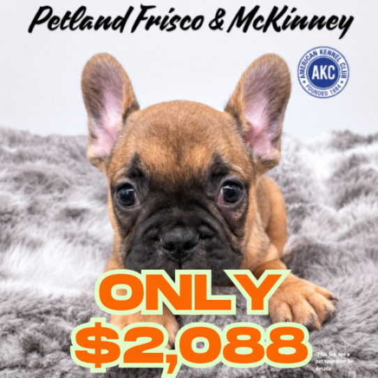 [#N06282] Red M French Bulldog Puppies for Sale