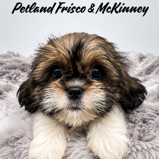 [#N06750] Brindle and White F Shih Tzu Puppies for Sale