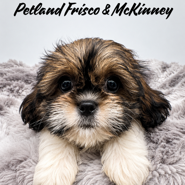 Shih Tzu in Allen, TX