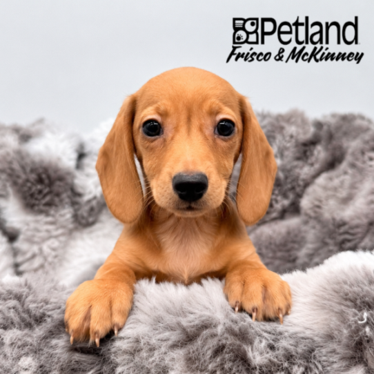 [#N07024] Red M Dachshund Puppies for Sale