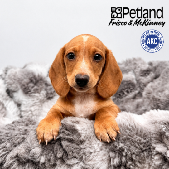 [#N05681] Red M Dachshund Puppies for Sale
