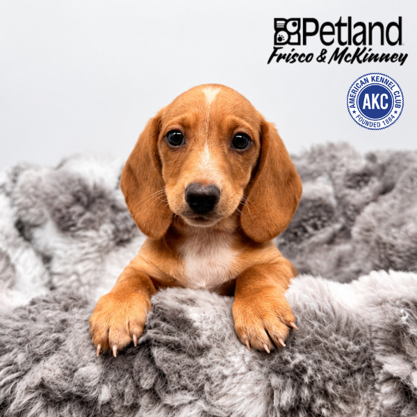 Miniature Dachshund in Dallas, TX