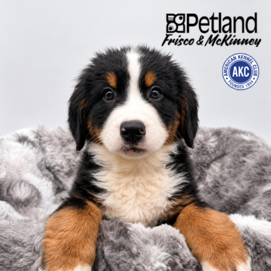 Petland Frisco & Mckinney, Texas Bernese Mountain Dog puppy available