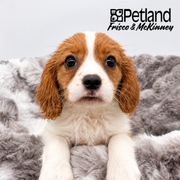 Cavalier King Charles Spaniel in Plano, TX