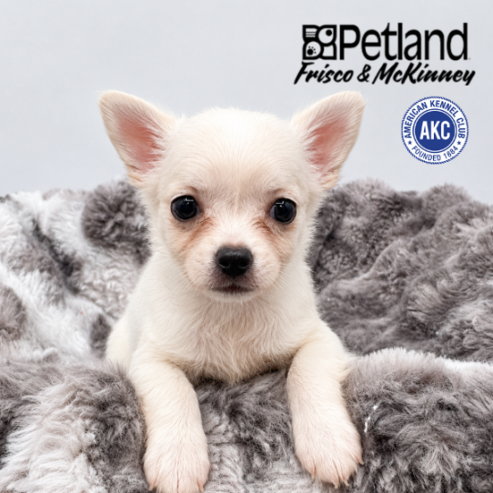 [#N06071] Cream and White F Chihuahua Puppies for Sale
