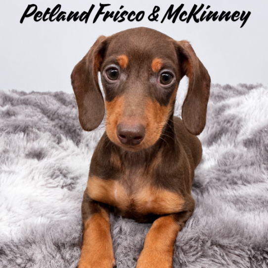 [#N05588] Chocolate and Tan F Dachshund Puppies for Sale