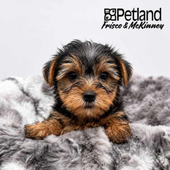 [#N07050] Black and Tan M Yorkshire Terrier Puppies for Sale