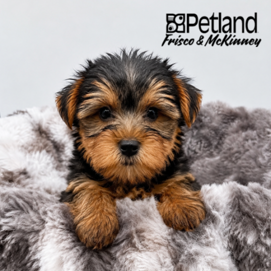 [#N07051] Black and Tan M Yorkshire Terrier Puppies for Sale
