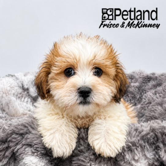 [#N07846] Golden M La-chon Puppies for Sale