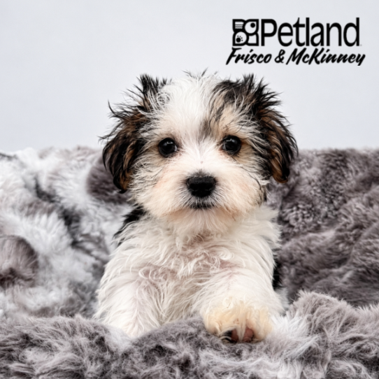 [#N05462] Black and Tan M Morkie Puppies for Sale