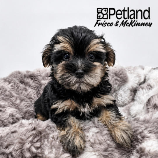 [#N05768] Black and Gold M Morkie Puppies for Sale