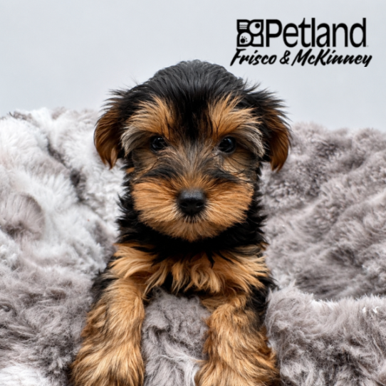 [#N06180] Black and Tan F Yorkshire Terrier Puppies for Sale