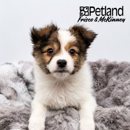 [#N06829] Sable and White F Papillon Puppies for Sale