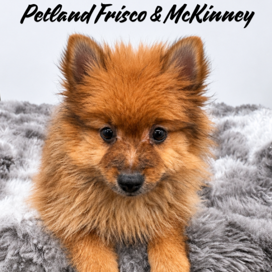 [#N06418] Red Sable F Pomeranian Puppies for Sale