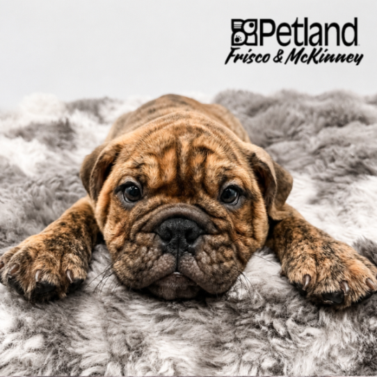 [#2613-02] Fawn Brindle M Bulldog/Bulldog Mini Puppies for Sale