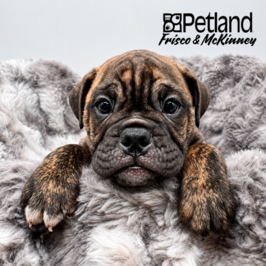 [#2613-06] Brindle F Bulldog/Bulldog Mini Puppies for Sale