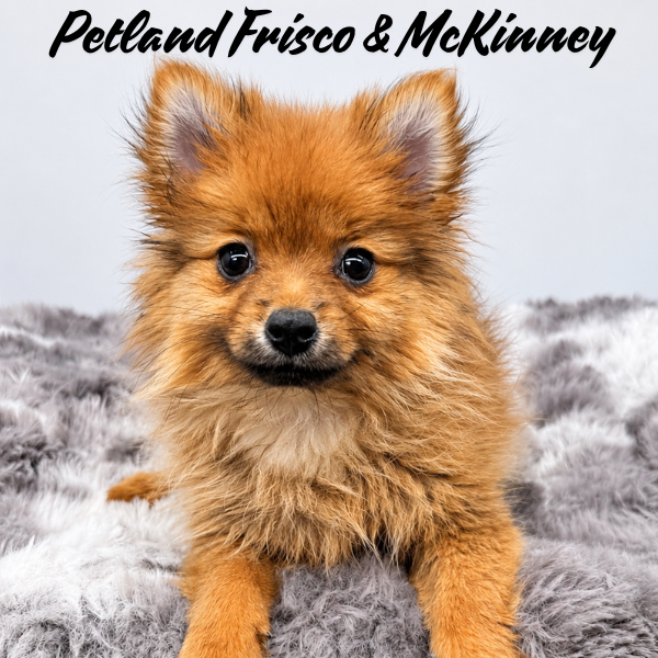 Pomeranian in Princeton, TX