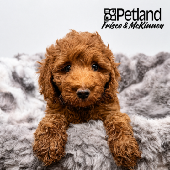 [#26289-05] F Goldendoodle Mini Puppies for Sale
