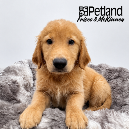 [#2663-01] Golden M Golden Retriever Puppies for Sale