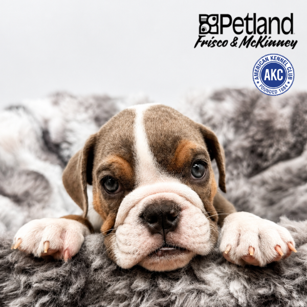 English Bulldog in Dallas, TX