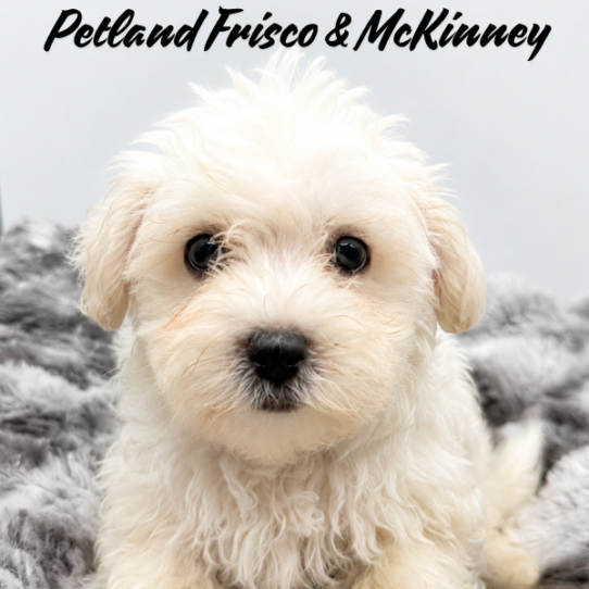 [#N08367] White M Maltese Puppies for Sale