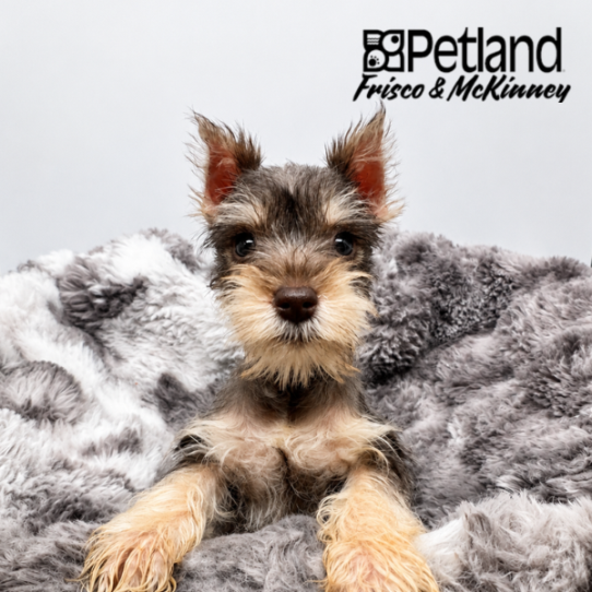 [#2658-03] Liver / White F Miniature Schnauzer Puppies for Sale