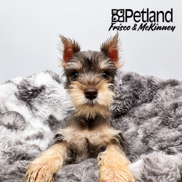 Miniature Schnauzer in Dallas, TX