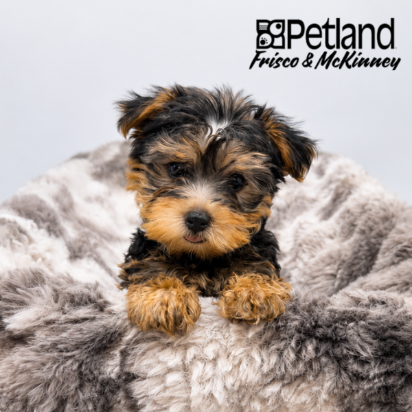 Yorkshire Terrier in Plano, TX